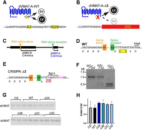 Precise CRISPR Cas9 Mediated Mutation Of A Membrane Trafficking Domain