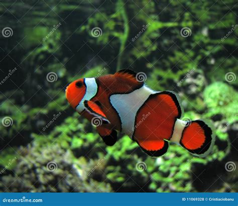 Clown Fish (Amphiprion Ocellaris) Royalty Free Stock Photos - Image ...