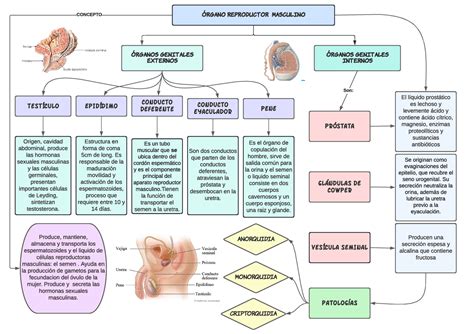 Organo Masculino Mapa Mental Rgano Reproductor Masculi No R G Ano