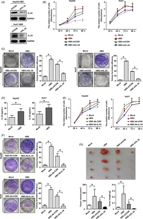 The Role Of Il‐34 In The Proliferation Of Hcc Cells Induced By Hbx A