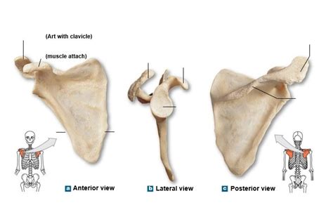 Scapula Labeling Diagram Quizlet