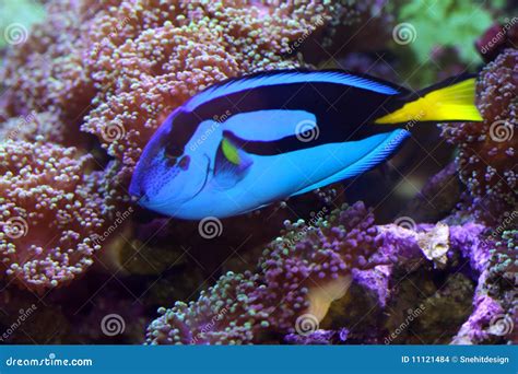 Blue Tang On Coral Reef Royalty Free Stock Photo