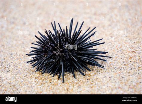 Sea Urchin Landak Laut Bulu Babi About 950 Species Of Sea Urchin