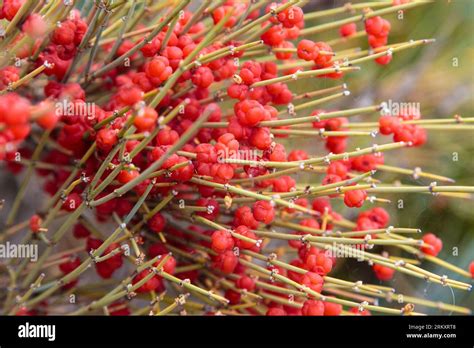 Ephedra Is A Genus Of Shrubs Of The Oppressive Class The Genus Of Its