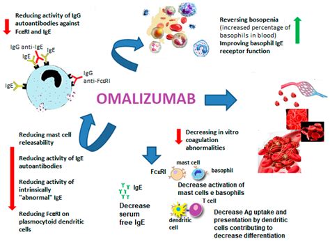 Biomedicines Free Full Text Sex Allergic Diseases And Omalizumab