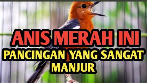 Ampuh Bikin Berkicau ANIS MERAH Bahanpun Nyaut Tak Terkendali Dan