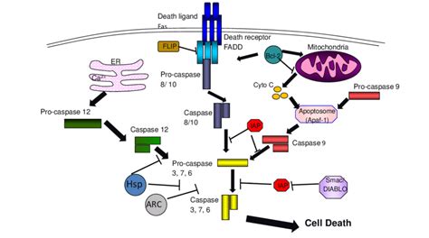 Schematic Diagram Of The Intrinsic Extrinsic And Er Mediated Apoptosis Download Scientific