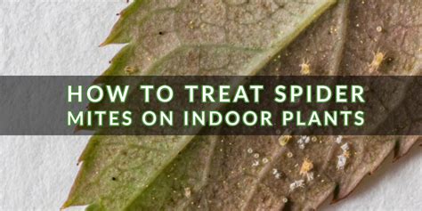 How To Treat Spider Mites On Indoor Plants Indoor Gardening