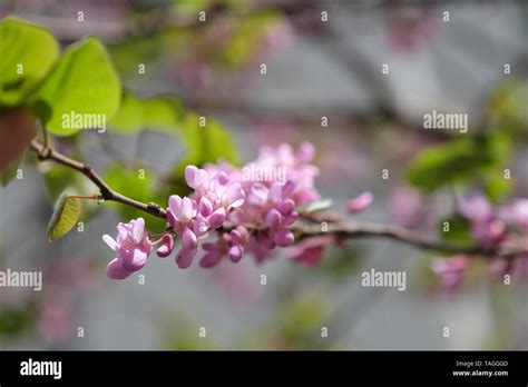 Pink, delicate flowers on the tree Pongamia pinnata Stock Photo - Alamy