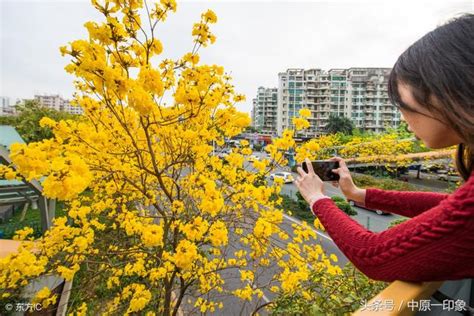 你經常聽見「黃花閨女」，但是你知道這是怎麼發明的詞嗎？ 每日頭條