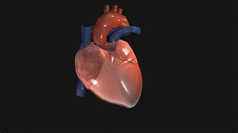 Anatomy of Heart - 3D model by sravi1 [53934e2] - Sketchfab