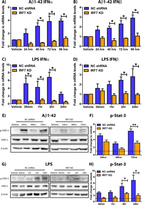 The Neuronal Type 1 Ifn Response To Aβ1 42 Is Irf7 Dependent And Mimics