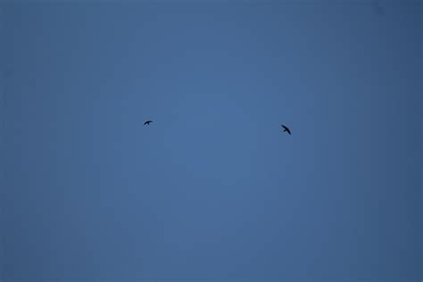 Special Entry: Nighthawk Count | Finding Feathers Long Island