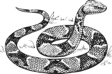 Copperhead Snake Head Drawing