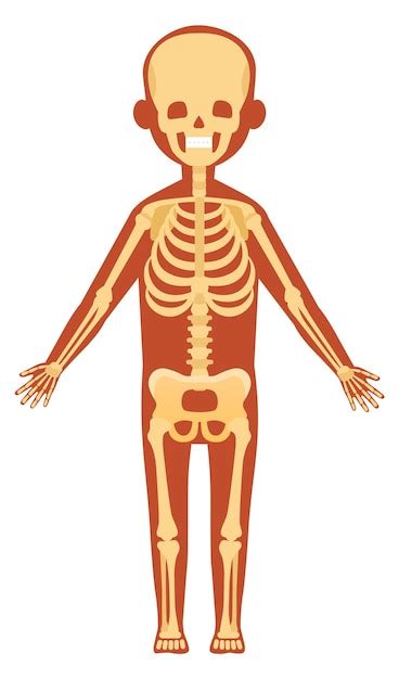 Système Squelettique Illustration De L anatomie Humaine Os Du Corps