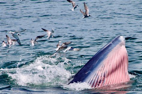 Galapagos Brydes Whale Top Facts Diet And Habitat Info