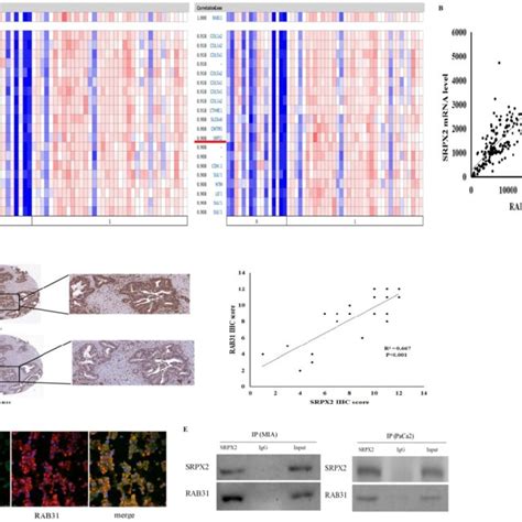 The Positive Correlation Between Srpx2 And Rab31 Expression In Download Scientific Diagram