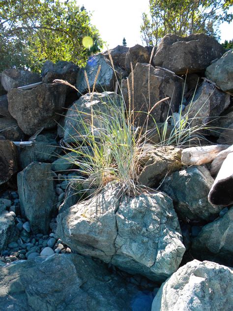 Free Images Rocks Shoreline Beach Grass Rock Plant Boulder