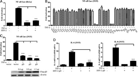 Herpes Simplex Virus Type 2 Glycoprotein D Inhibits Nf κb Activation By