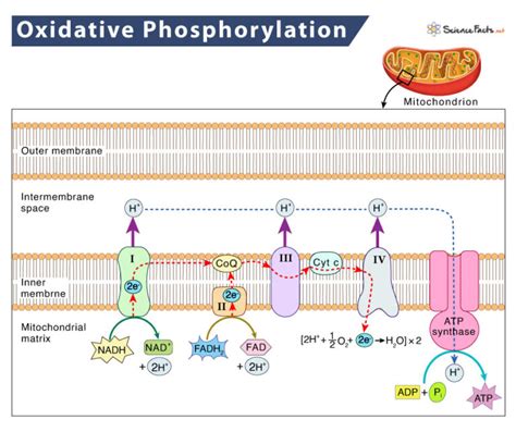 Oxidative Phosphorylation Definition Location Steps