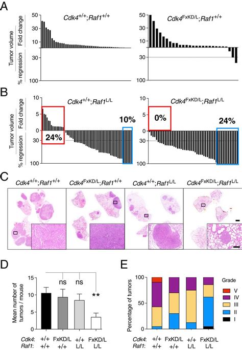 New Treatment for KRAS Mutant Lung Cancer – Creative Biomart Blog