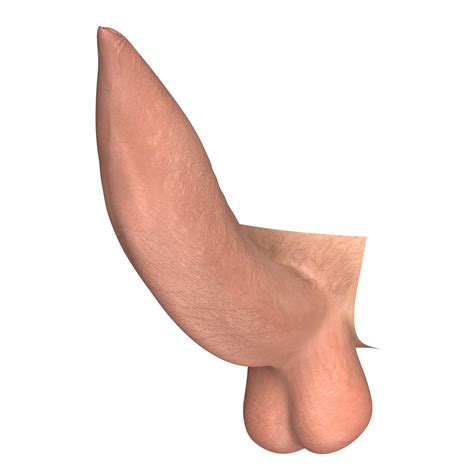 Man Uncircumcised Penis Stages 3D Model By Cgtools