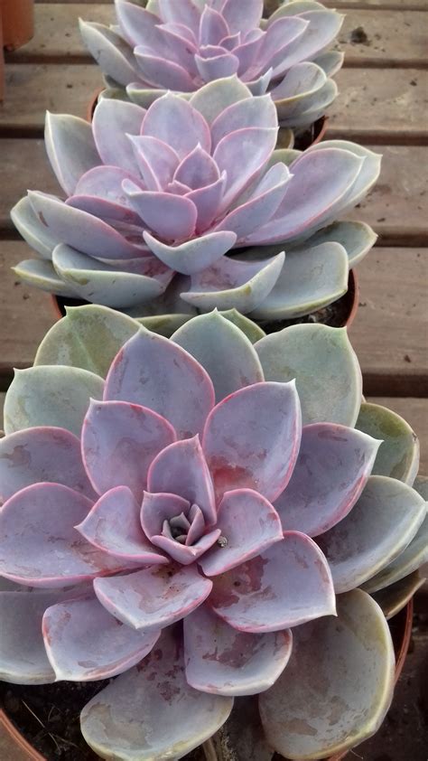 Echeveria Purple Pearl Cape Garden Purple Succulents Plants