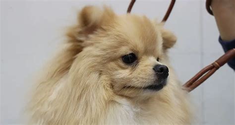 The Pomeranian Dog Breed (All About The Pom)