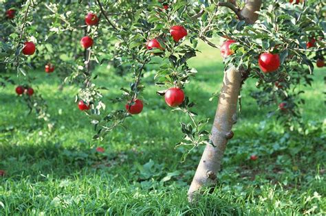 How Do Apple Trees Grow Chicago Land Gardening