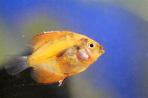 A Guide to Fin Rot Treatment | Fishkeeping World