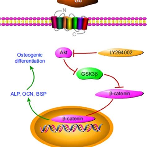 Schematic Diagram Showing Gd Dopant Activation Of The Aktgsk3β