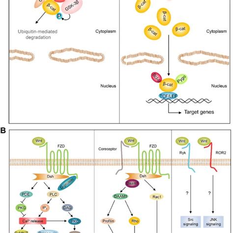 A Simple Diagram Of The Involvement Of Wnt5a In HNP Gp120 Upregulates