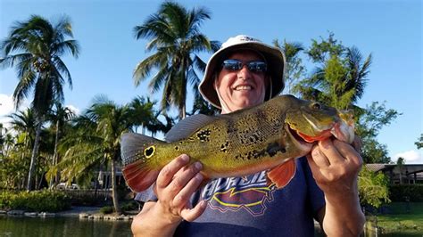 Afternoon Peacock Bass Fishing Guide Trip In Miami Florida