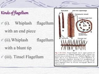 General Characteristics & Classification of Fungi | PPT