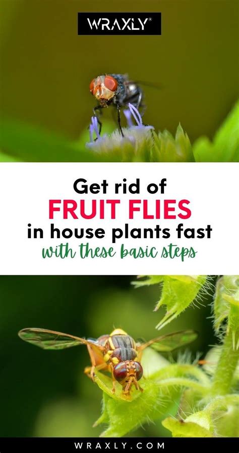 Get Rid Of Fruit Flies In House Plants Fast With These Basic Steps