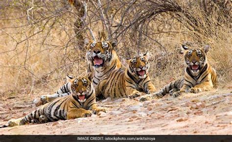 Five Tiger Cubs Born In Madhya Pradesh's Panna Tiger Reserve