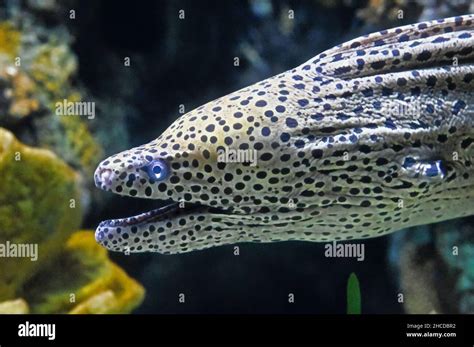 Honeycomb Moray Eel, Open Mouth Stock Photo - Alamy