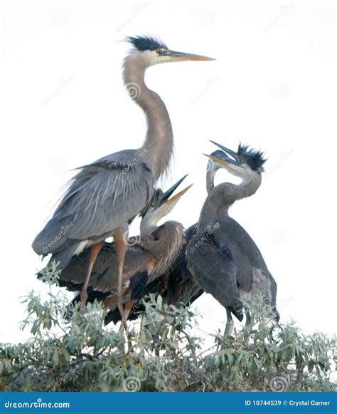 Young Great Blue Heron Birds Stock Image - Image of fishing, animals
