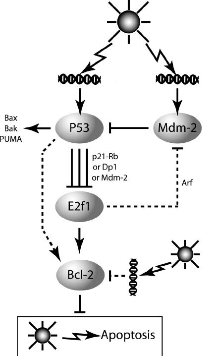 Uvb Acts At Both The Switch And The Switched Pathway To Trigger