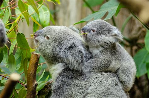 Koala Bear With Baby on Back · Free Stock Photo