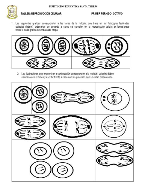 Taller Mitosis Y Meiosis Pdf