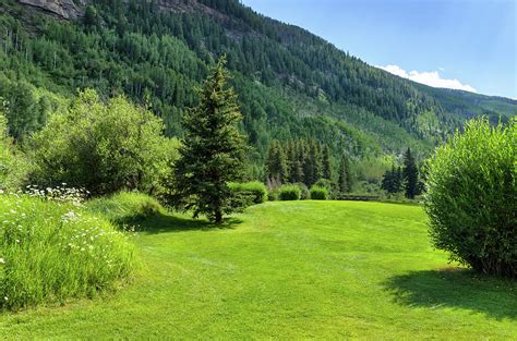 Lush Green Landscape