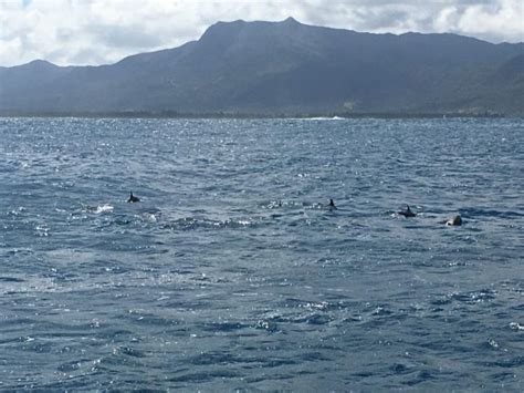 Dolphin Watching Swim With Dolphins Mauritius Dolphin Tour Mauritius