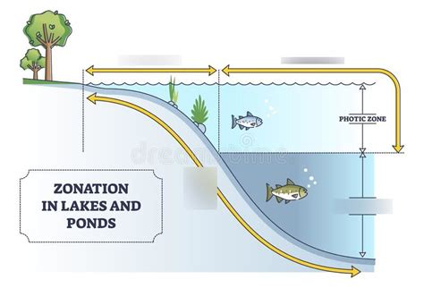 Lake Diagram Diagram Quizlet