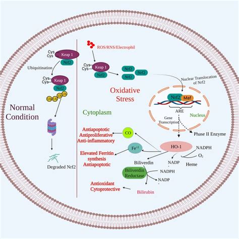 Pathogenesis Of Liver Cancer In Association With A Risk Factors Download Scientific Diagram