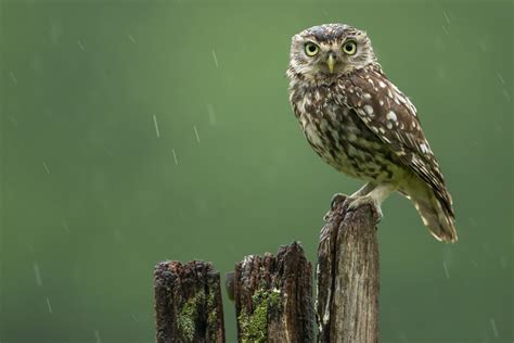 Mr Grumpy Will It Ever Stop Raining A Grumpy Little Owl Owl Owl