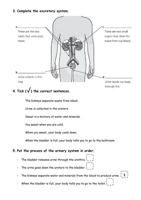 Circulatory System Respiratory System Sentence Correction Body