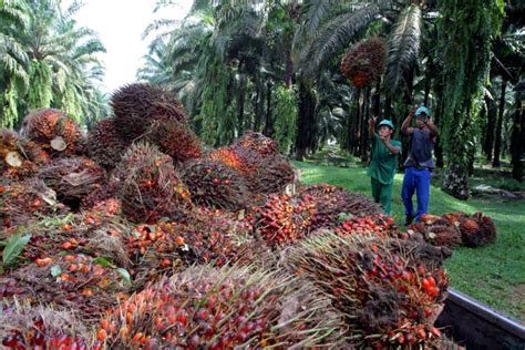 Nigeria spends $600m annually on palm oil importation - Political Economist