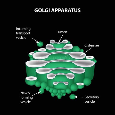 Estructura Del Aparato De Golgi Ilustración del Vector - Ilustración de sistema, ciencia: 137227168