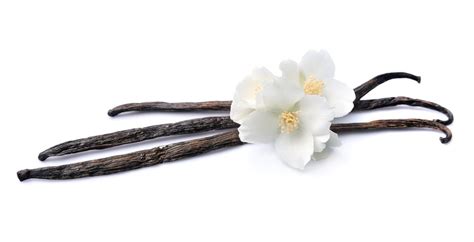 Vanille – Die süß aromatischen Samen und Schoten